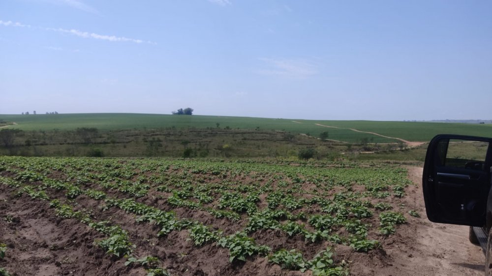 Fazenda-Sítio-Chácara, 365 hectares - Foto 2