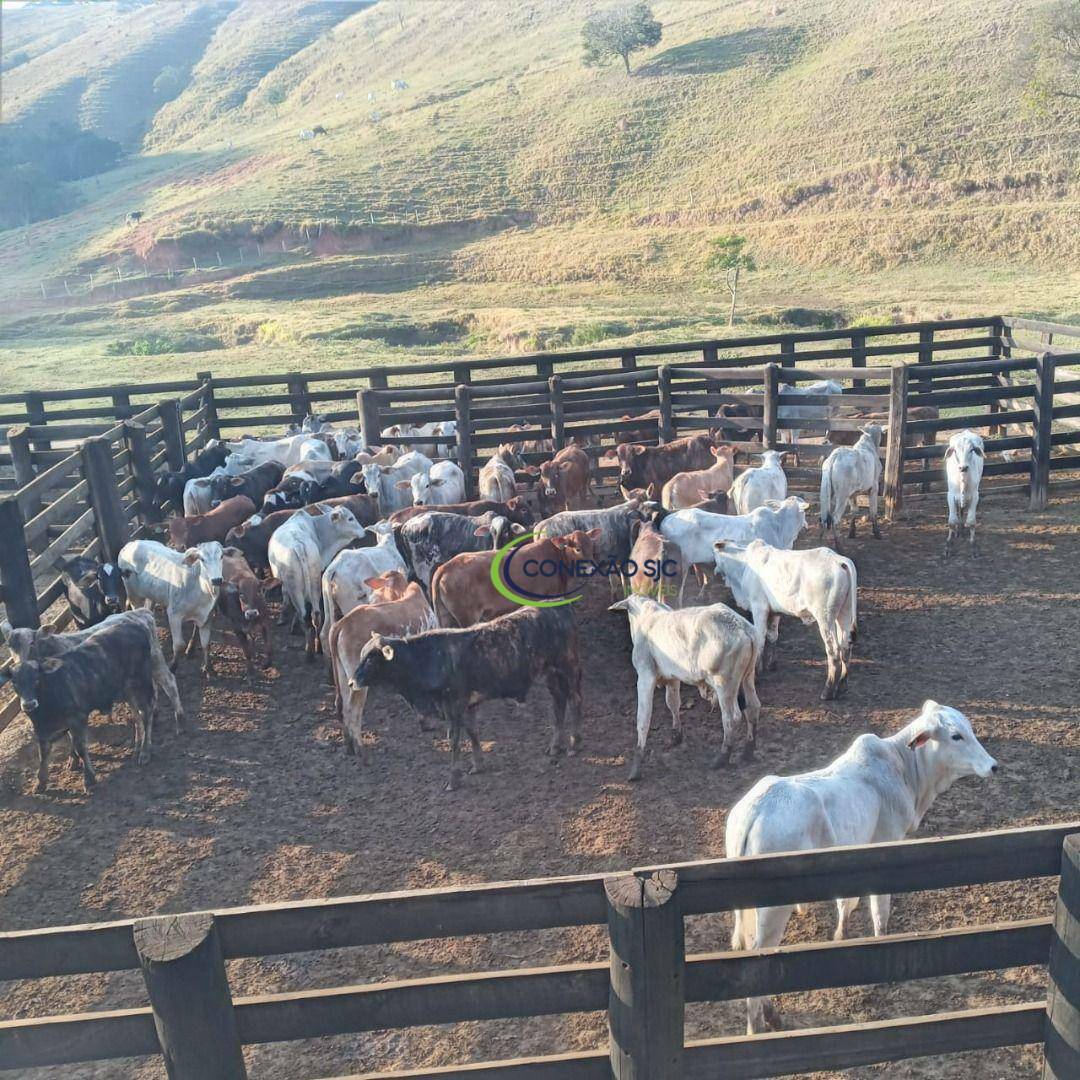 Fazenda à venda com 3 quartos, 3388000M2 - Foto 3