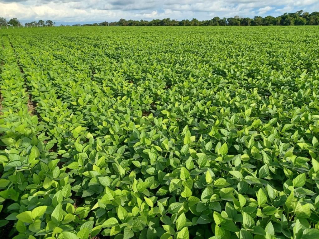 Fazenda à venda, 31060000M2 - Foto 3