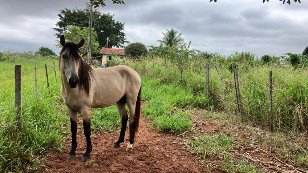 Fazenda à venda, 60500m² - Foto 8