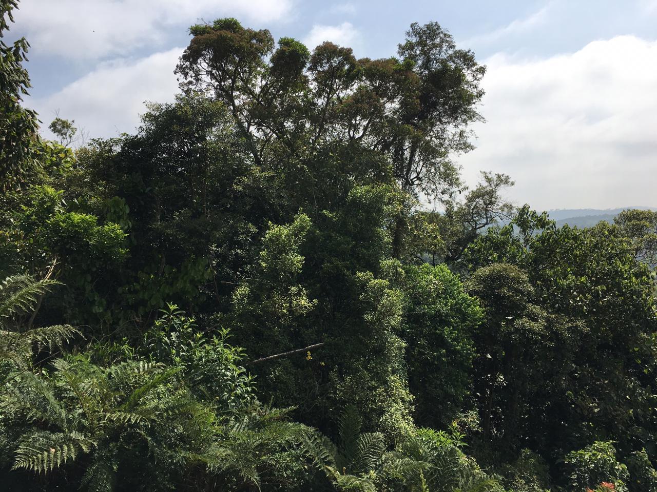 Fazenda à venda com 2 quartos, 1890m² - Foto 9