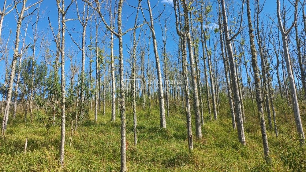 Fazenda à venda, 150m² - Foto 2