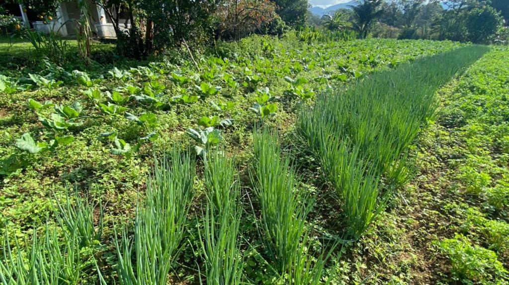 Fazenda à venda com 3 quartos, 12000m² - Foto 5