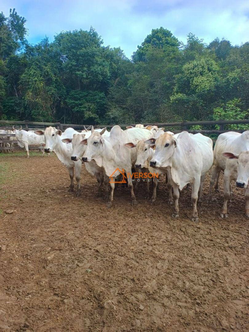 Fazenda à venda com 6 quartos, 1000m² - Foto 7