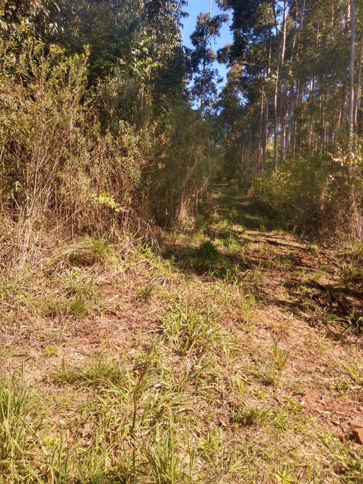 Sítio à venda com 1 quarto, 90m² - Foto 22