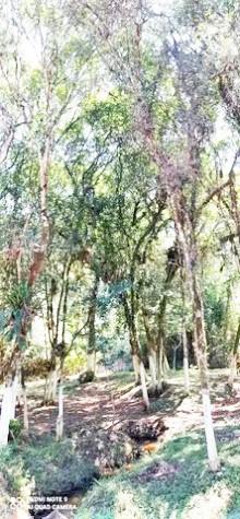 Chácara à venda com 3 quartos, 5000m² - Foto 12