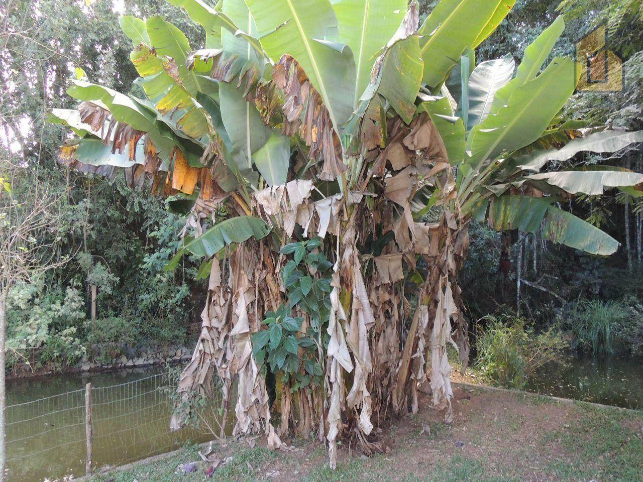 Chácara à venda com 3 quartos, 300m² - Foto 36