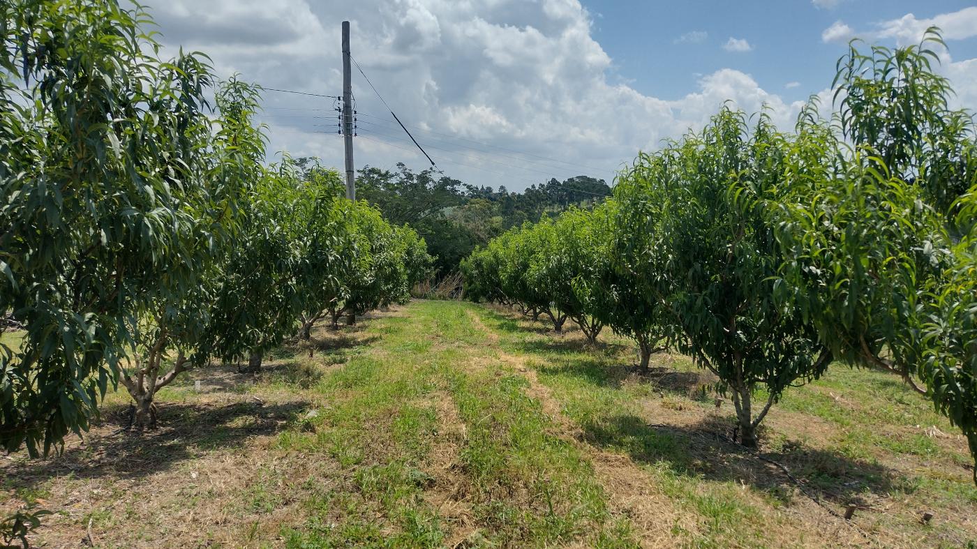 Fazenda à venda, 50000m² - Foto 4