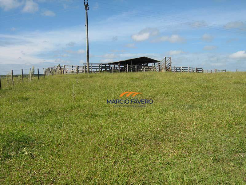 Fazenda, 145 hectares - Foto 3