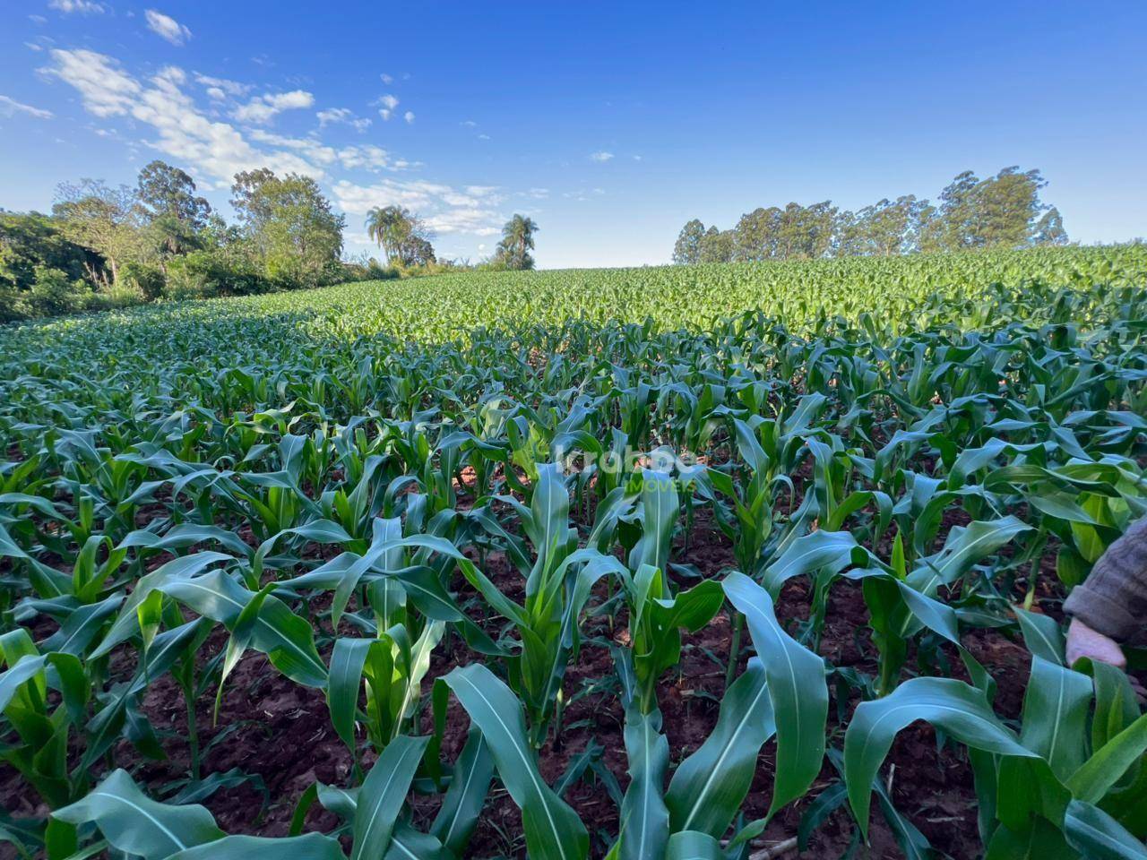 Terreno, 5 hectares - Foto 5