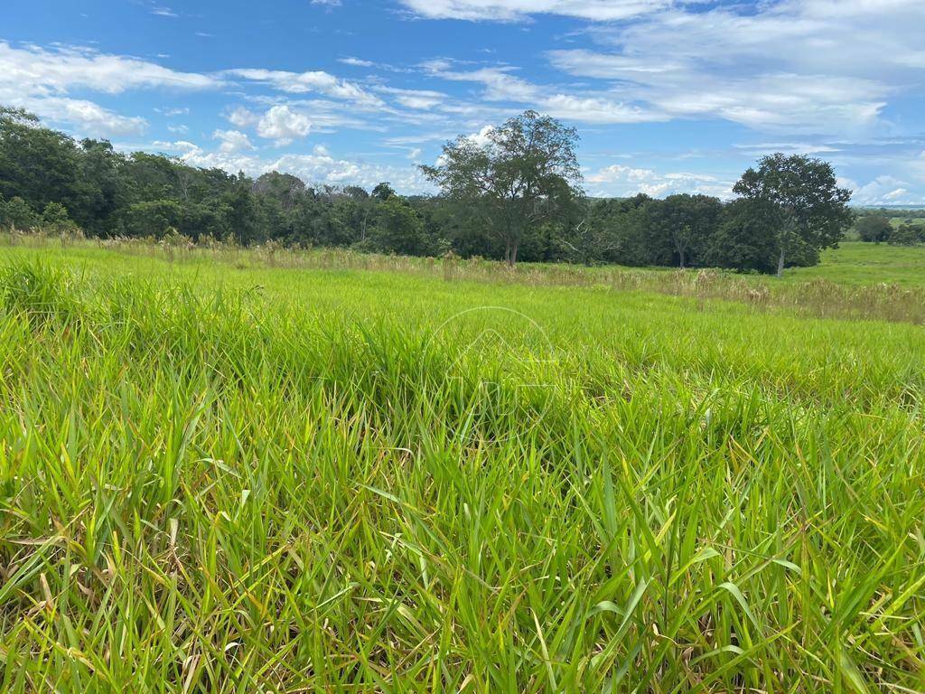 Fazenda-Sítio-Chácara, 484 hectares - Foto 1