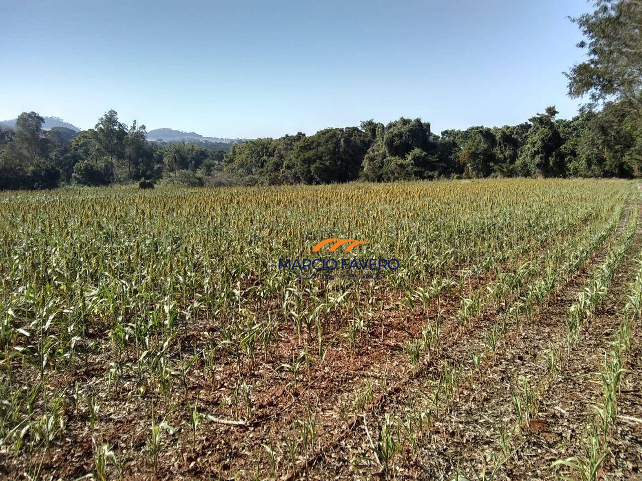 Fazenda, 51 hectares - Foto 5