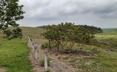 Fazenda à venda com 3 quartos, 87000m² - Foto 8