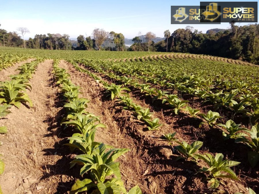 Fazenda à venda com 2 quartos, 450000m² - Foto 1