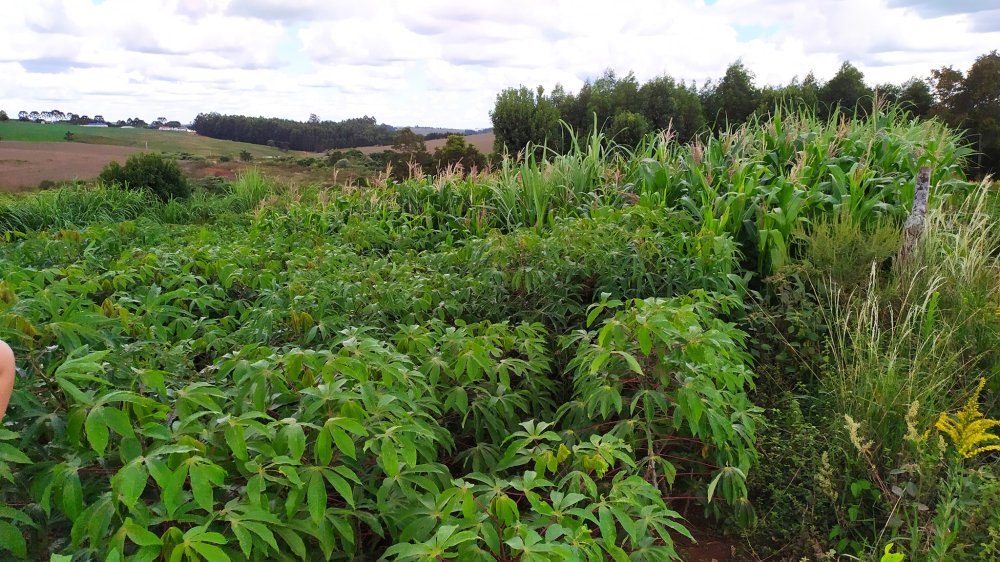 Fazenda à venda com 1 quarto, 2m² - Foto 9