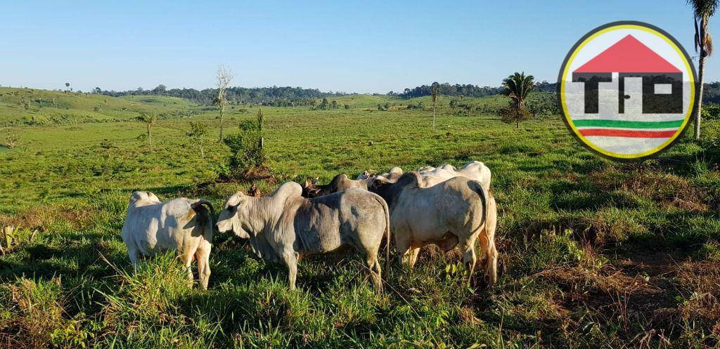 Fazenda à venda, 17085200M2 - Foto 8