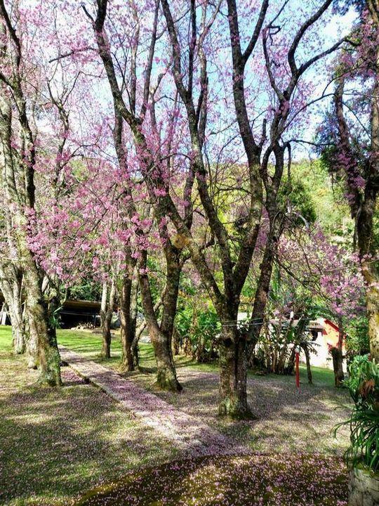 Casa à venda com 5 quartos, 10000m² - Foto 20