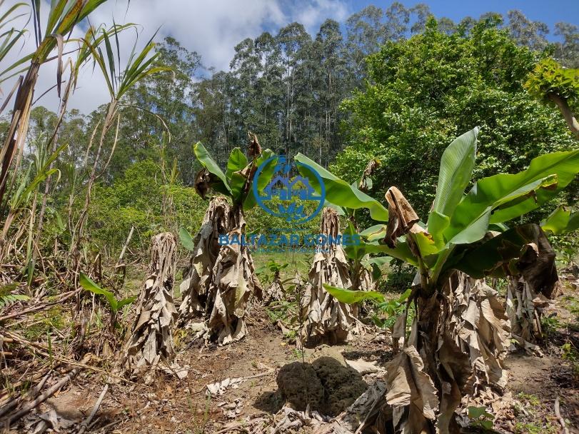 Fazenda à venda com 3 quartos, 58000m² - Foto 27