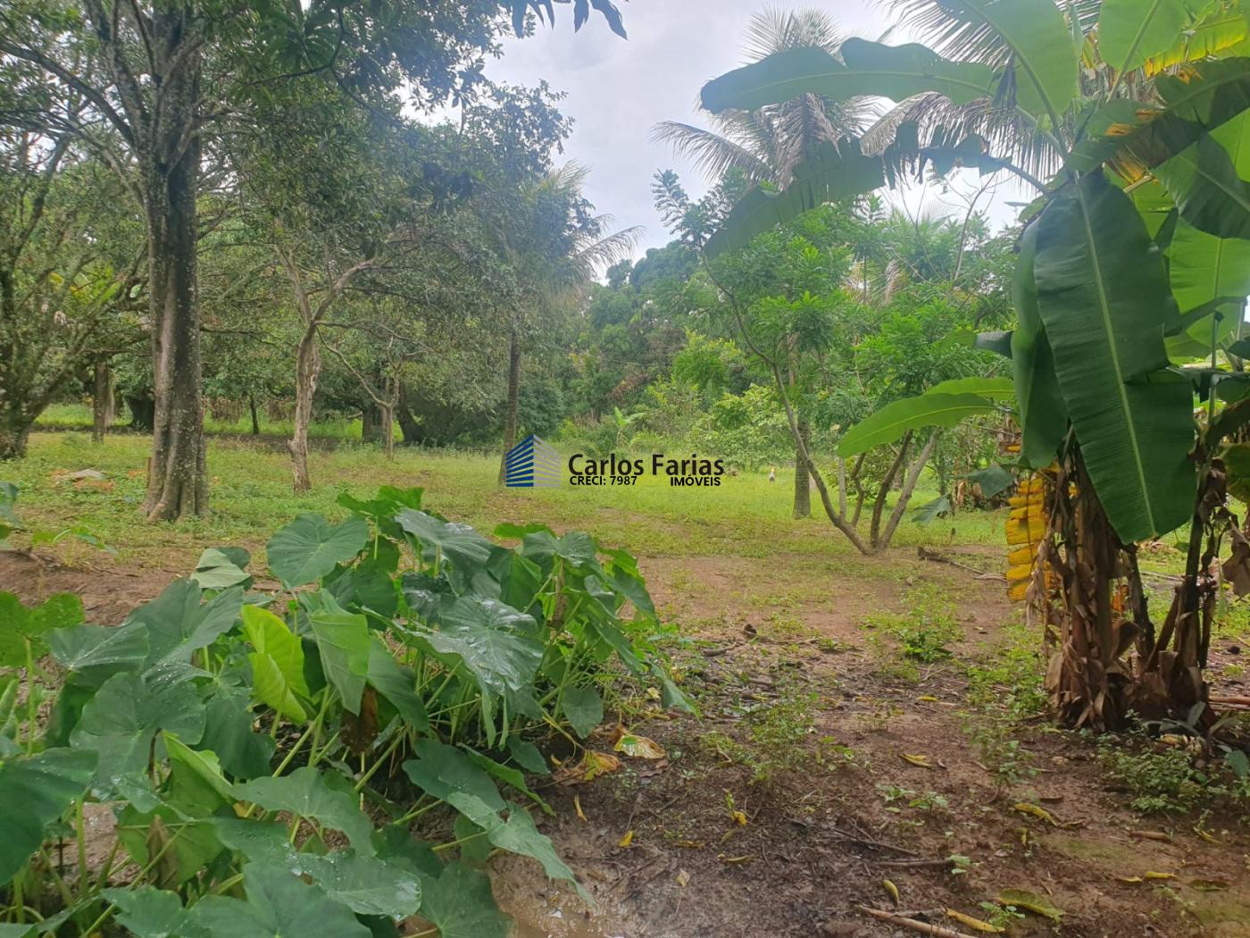 Fazenda à venda com 4 quartos, 300m² - Foto 30