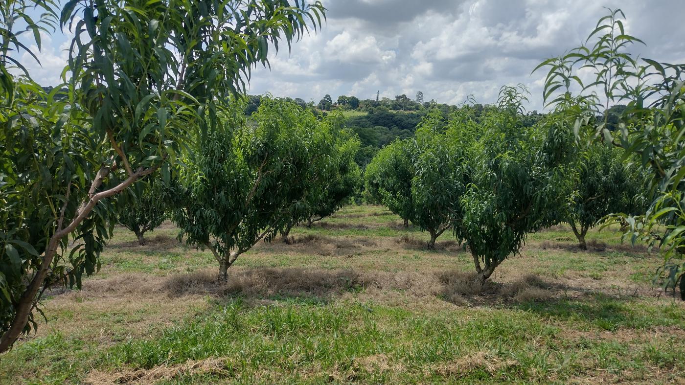 Fazenda à venda, 50000m² - Foto 11