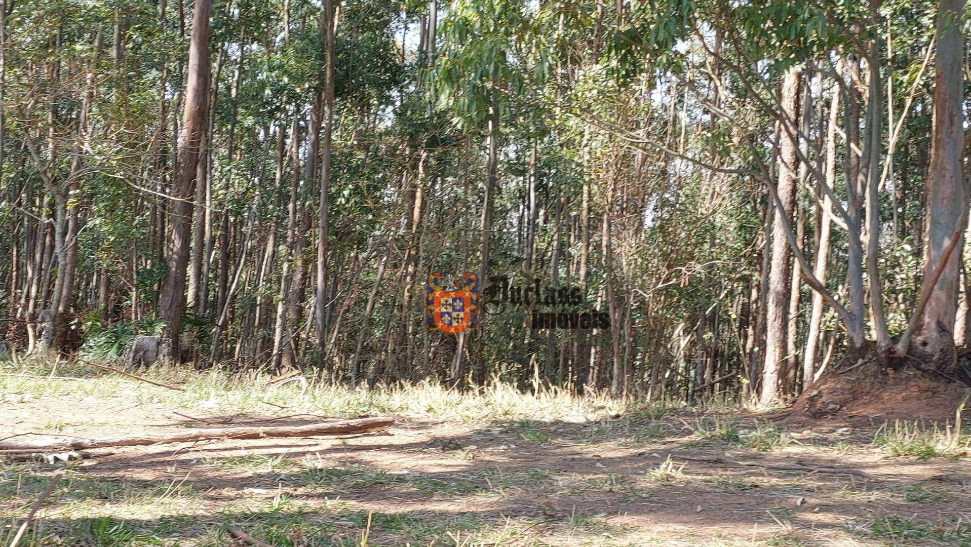 Fazenda à venda com 6 quartos, 500m² - Foto 128