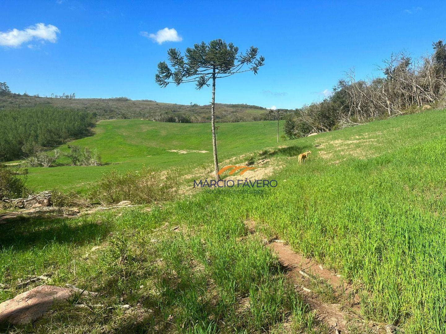 Fazenda à venda, 1065000M2 - Foto 26