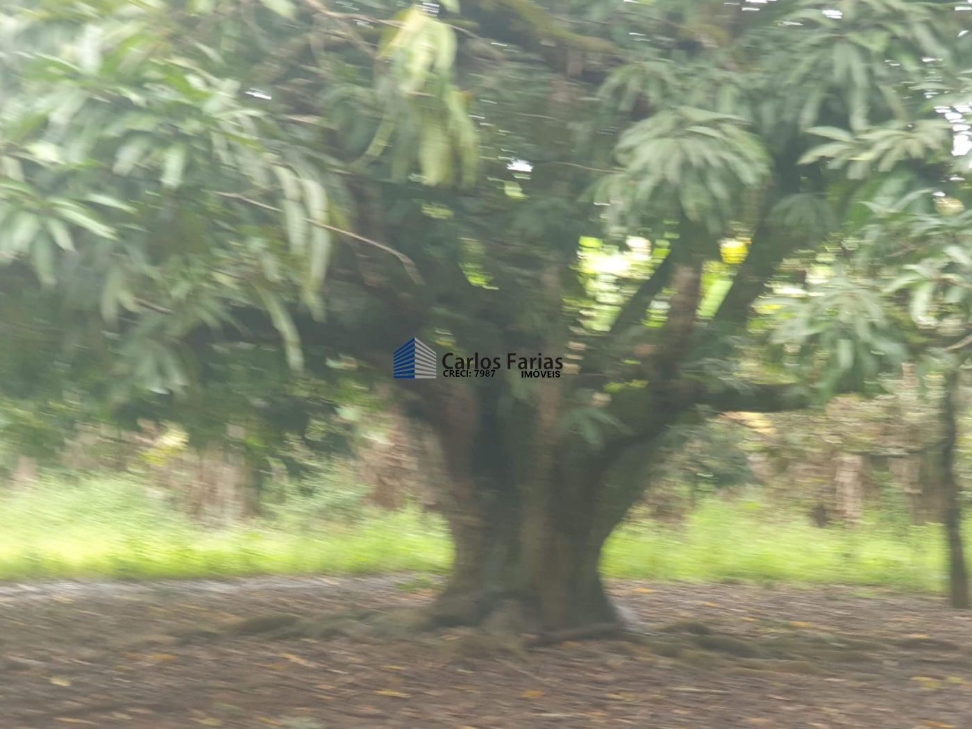 Fazenda à venda com 4 quartos, 300m² - Foto 25