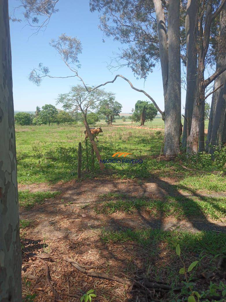 Fazenda, 385 hectares - Foto 1