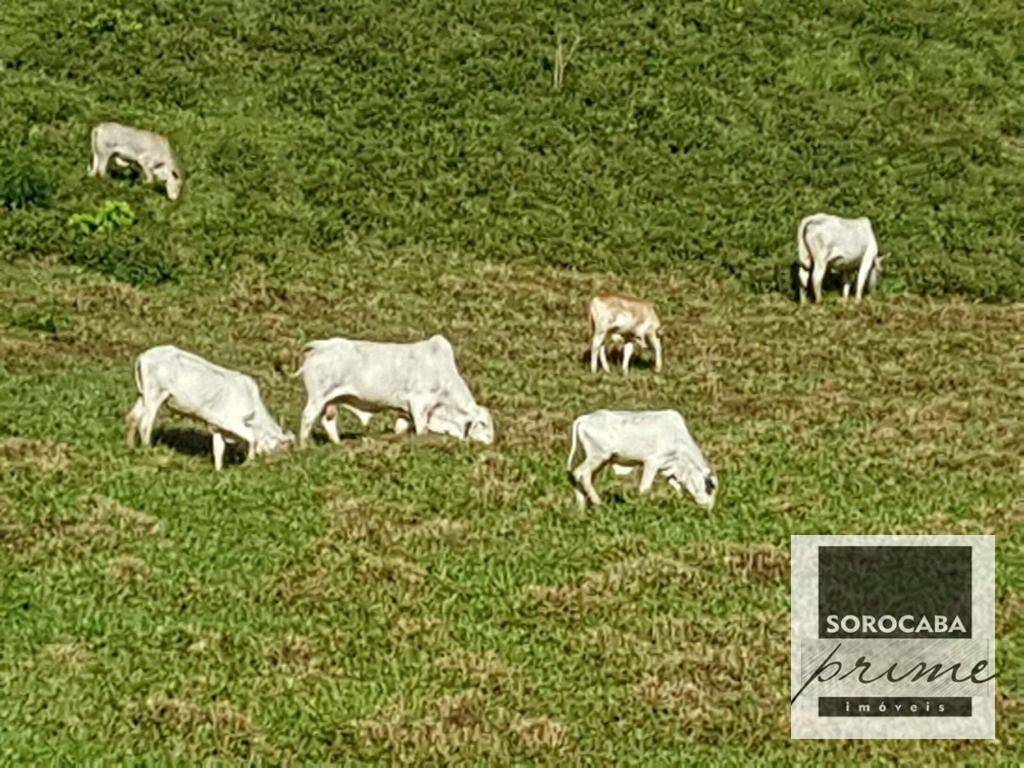 Fazenda à venda, 202000M2 - Foto 36