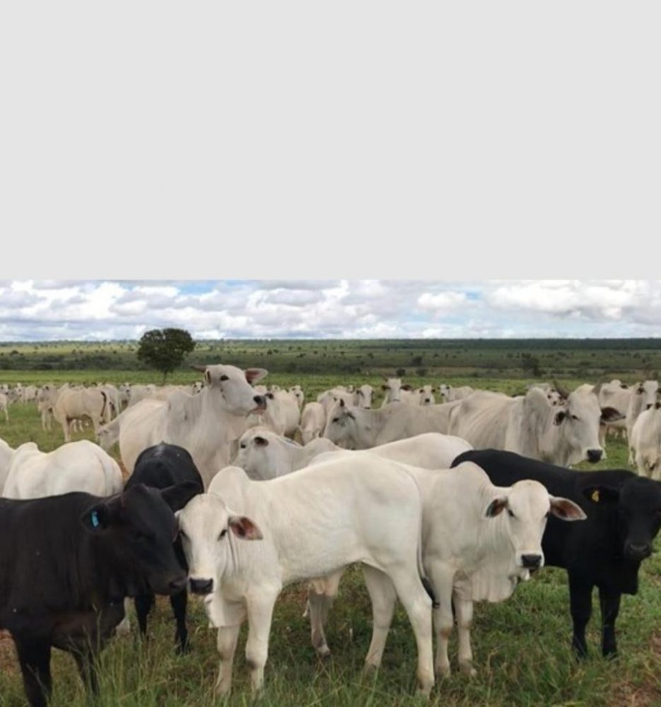 Fazenda, 458 hectares - Foto 3