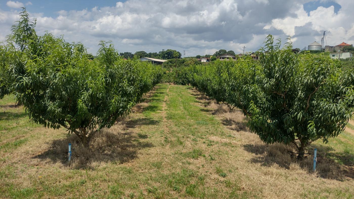 Fazenda à venda, 50000m² - Foto 22