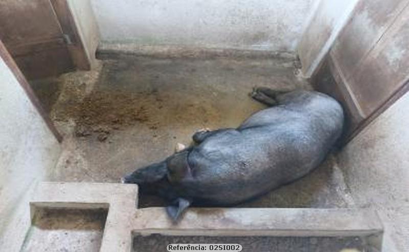 Fazenda à venda com 3 quartos, 10000m² - Foto 17