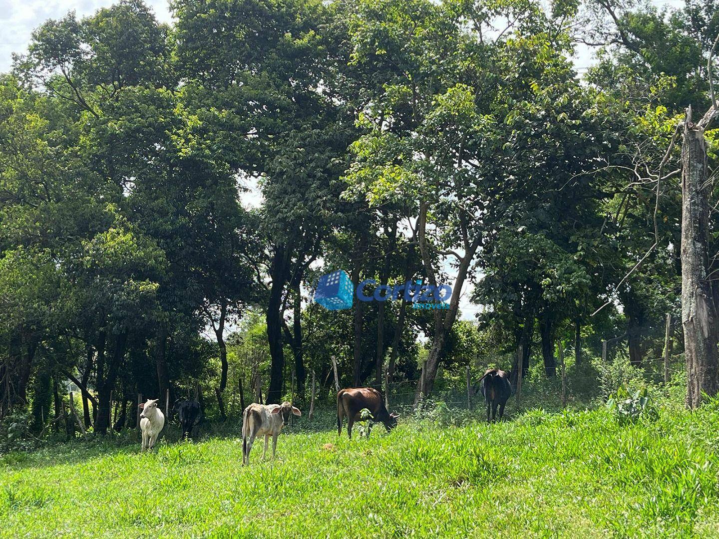 Sítio à venda com 7 quartos, 48000M2 - Foto 26
