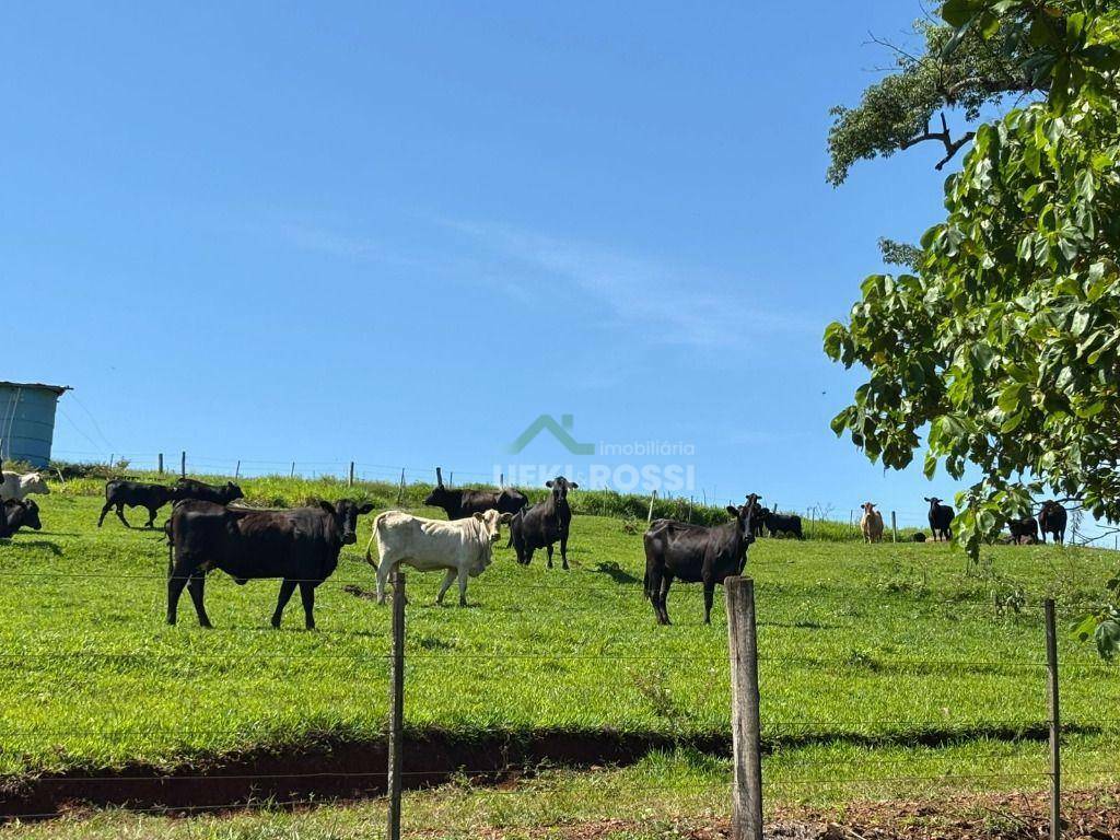 Fazenda, 581 hectares - Foto 3
