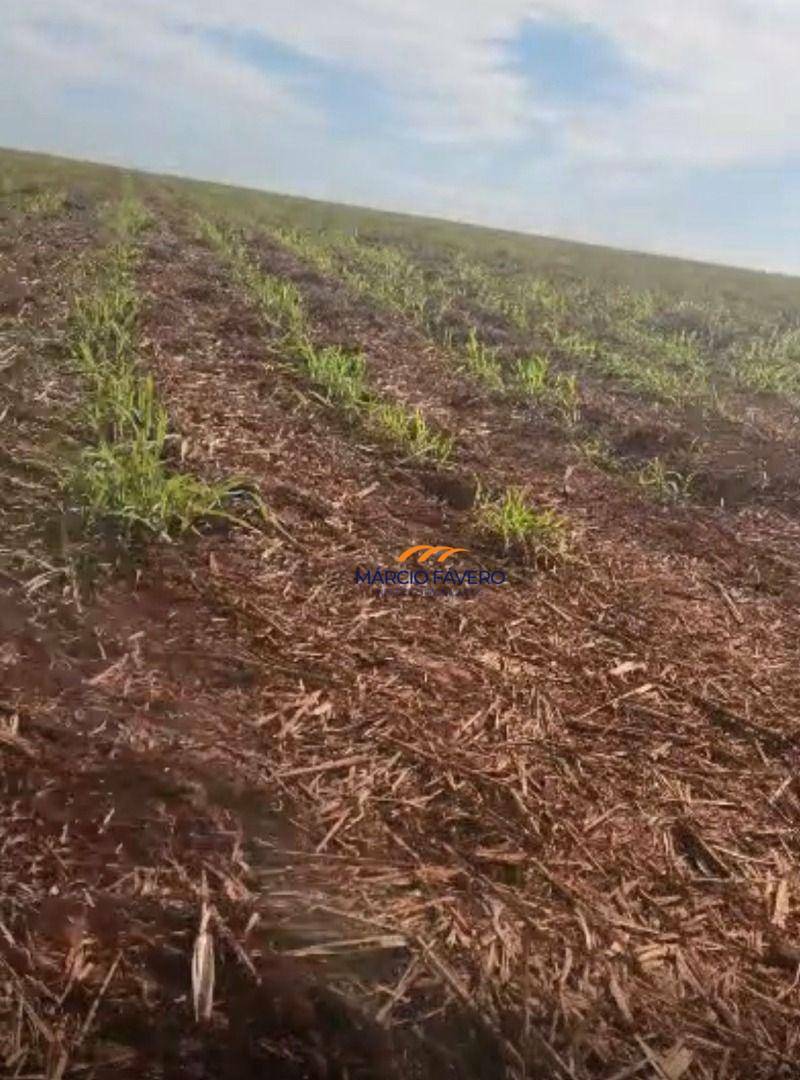 Fazenda, 242 hectares - Foto 2