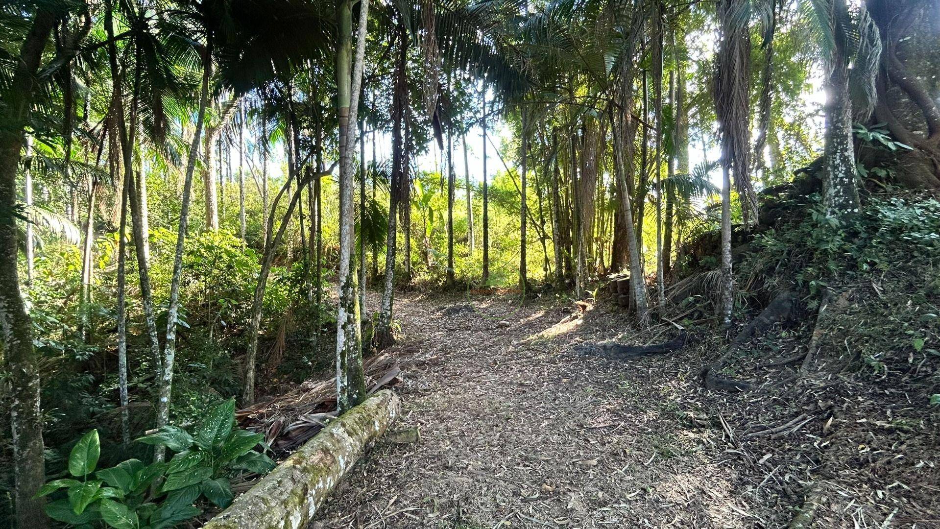 Sítio, 3 hectares - Foto 28