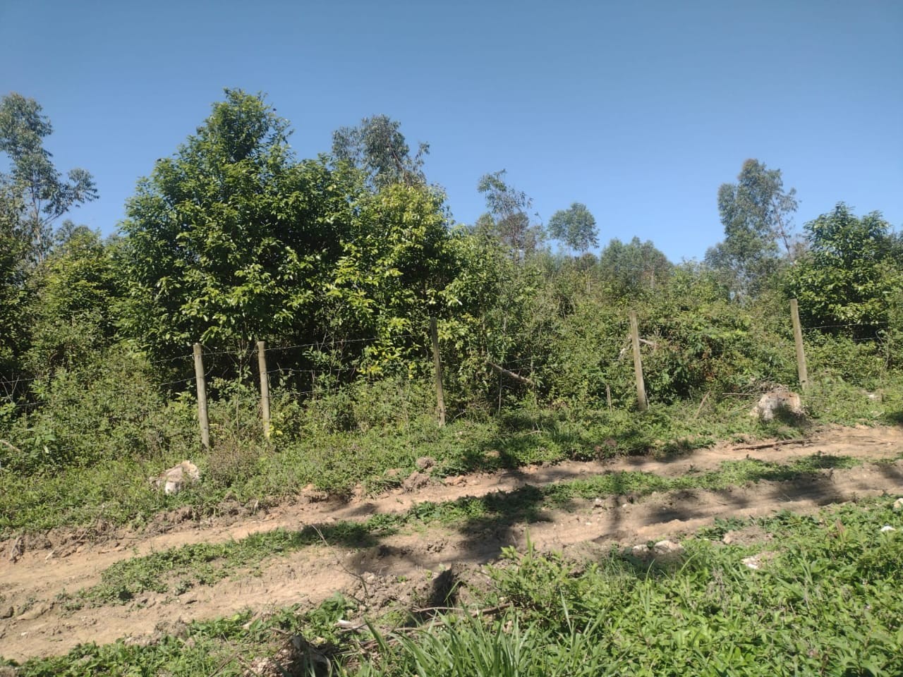 Chácara à venda, 140000m² - Foto 11