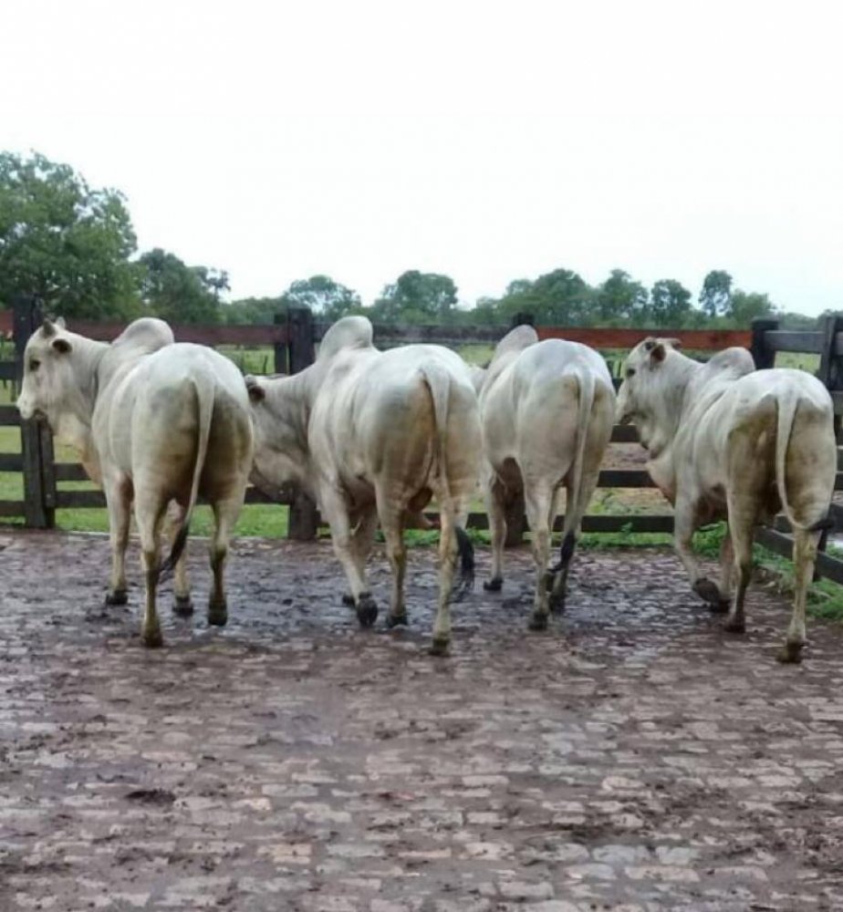 Fazenda à venda, 1033m² - Foto 2