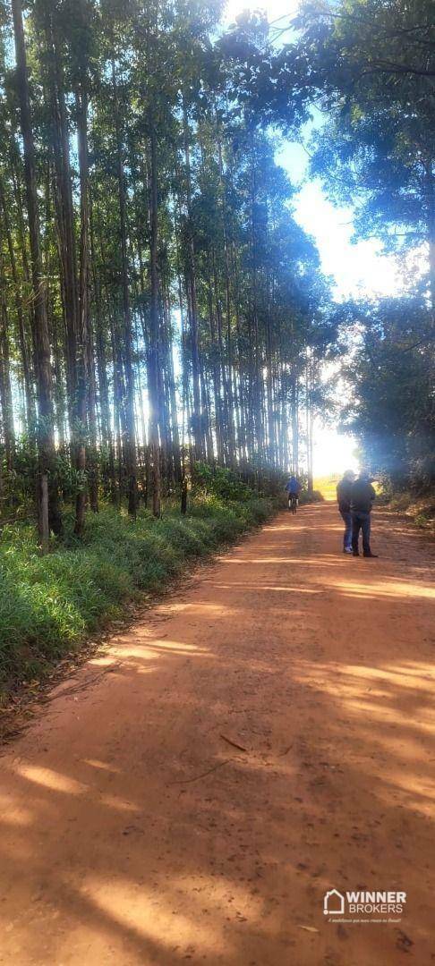 Chácara, 2 quartos, 10000 m² - Foto 3