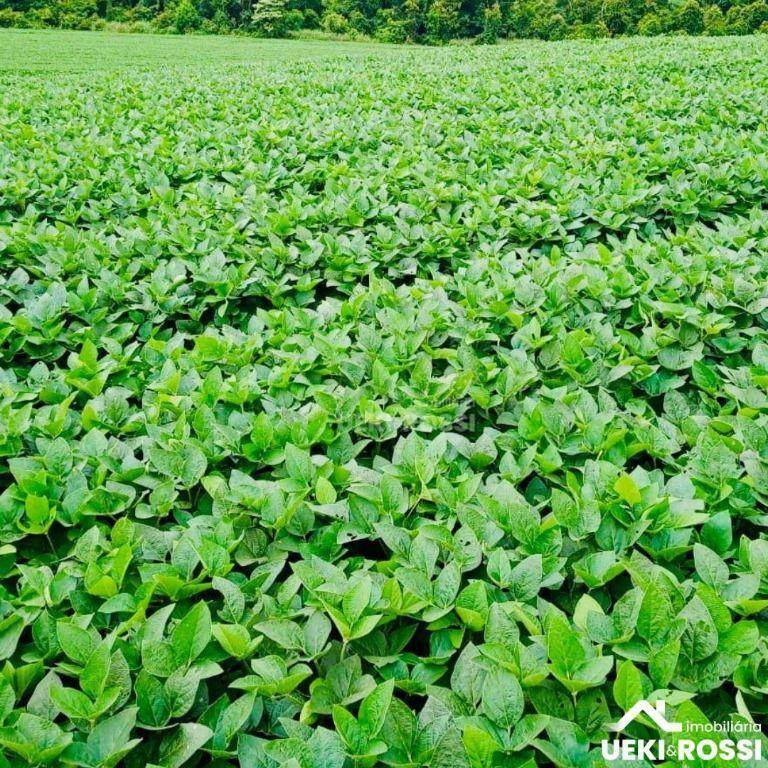 Fazenda, 97 hectares - Foto 4