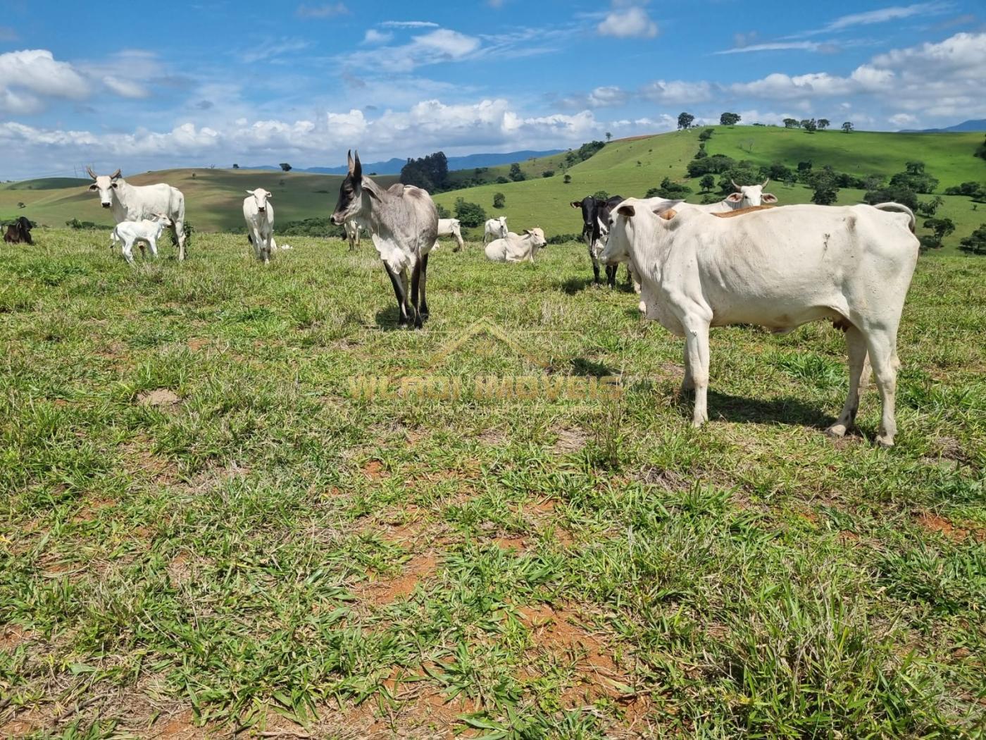 Fazenda à venda, 150m² - Foto 7