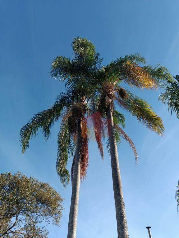 Sítio, 10 hectares - Foto 104