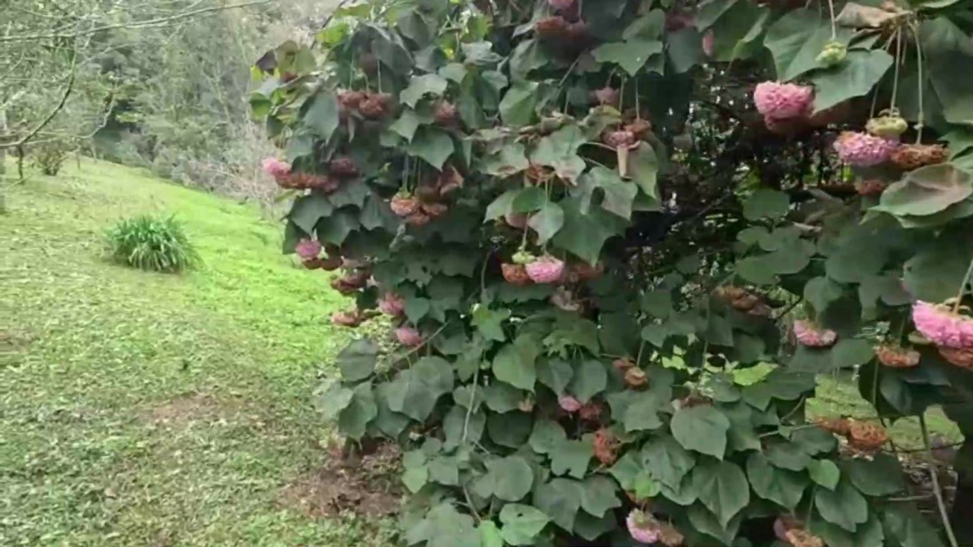 Chácara à venda com 2 quartos, 1500m² - Foto 25