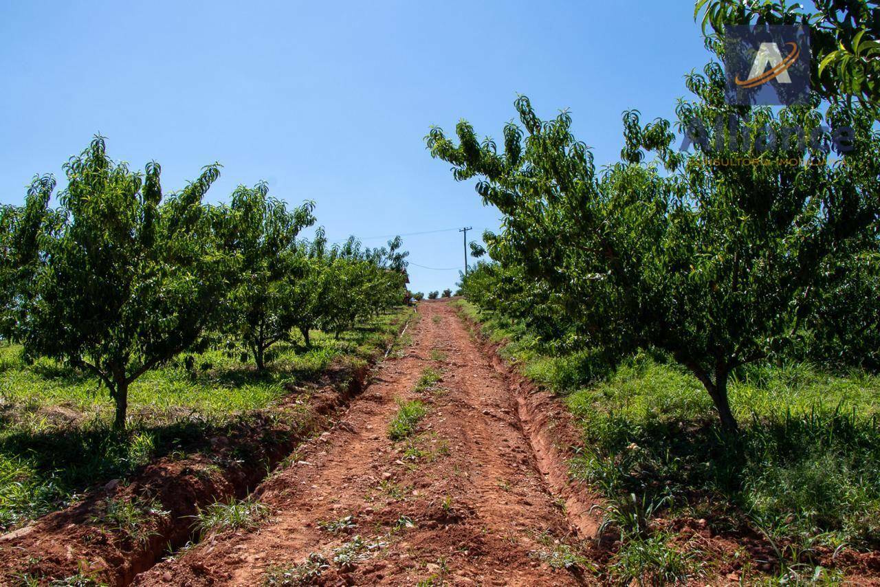 Sítio, 6 hectares - Foto 21