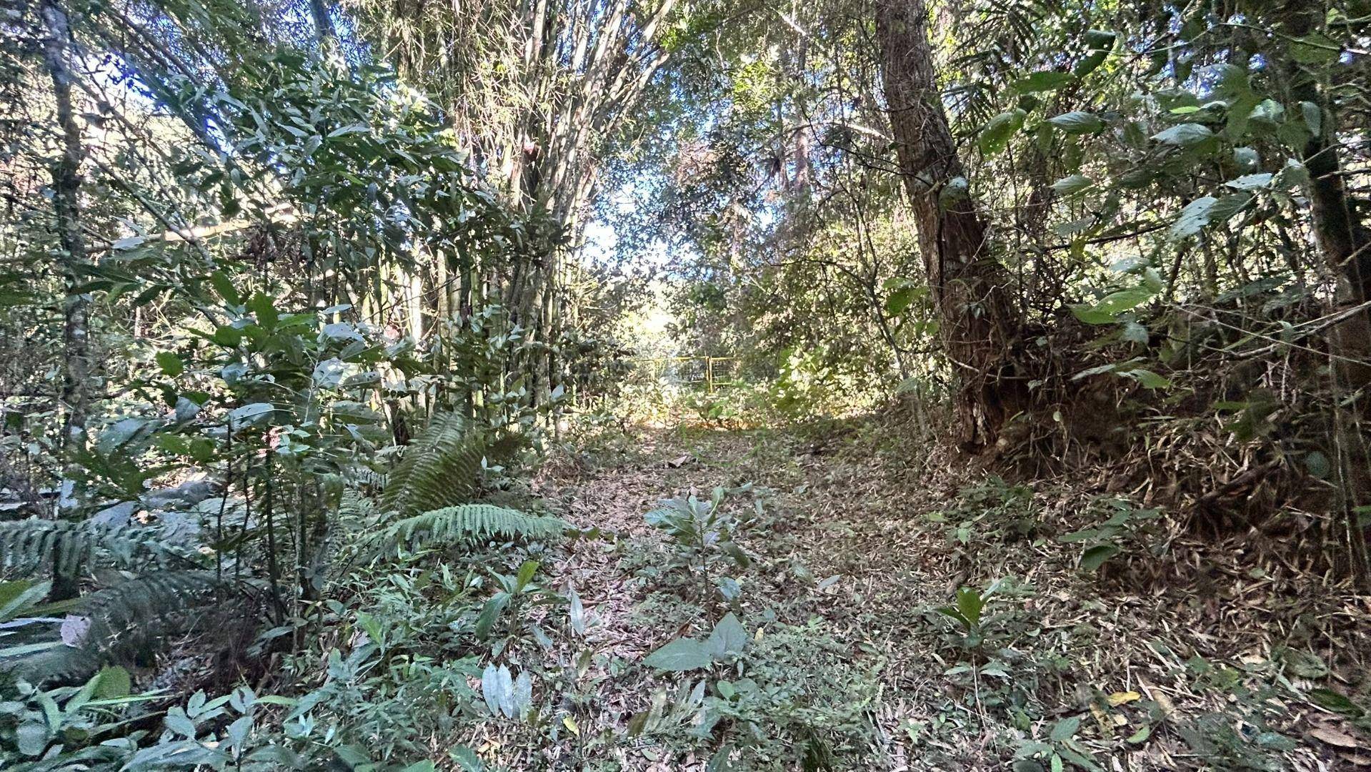 Sítio, 14 hectares - Foto 7