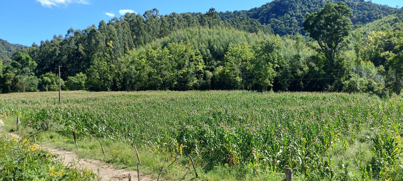 Fazenda à venda, 100000m² - Foto 5