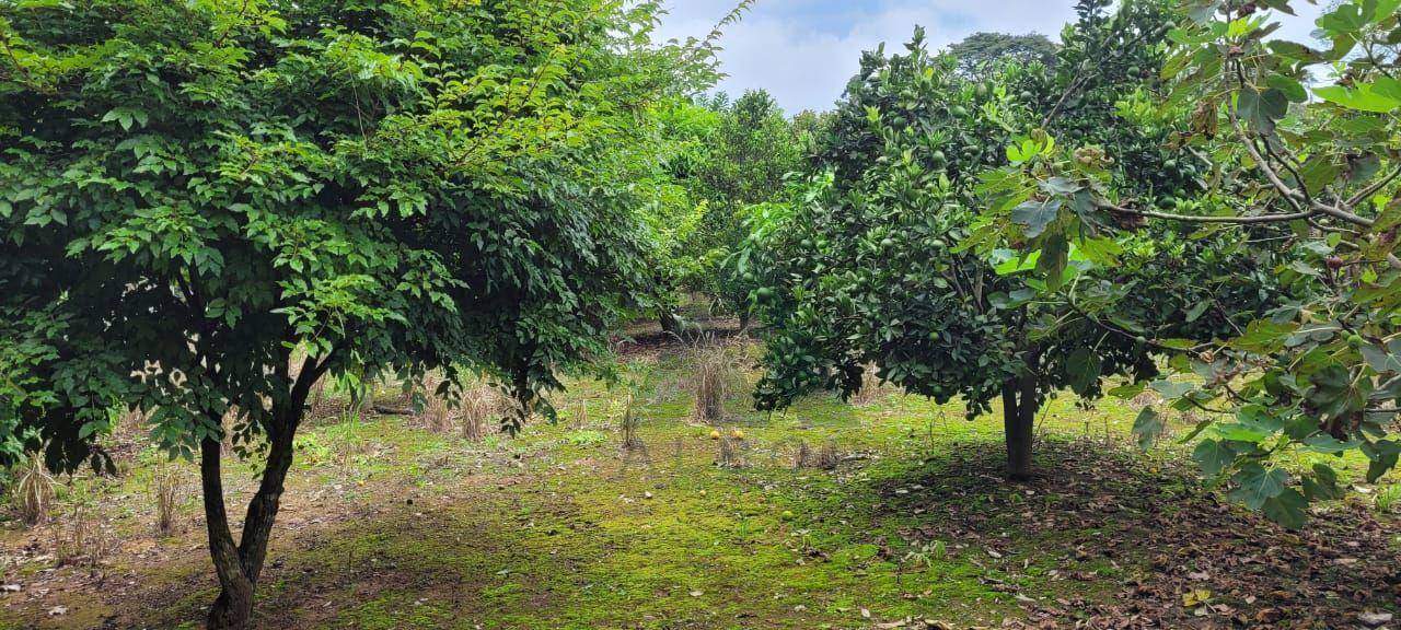 Chácara, 3 quartos, 2 hectares - Foto 4