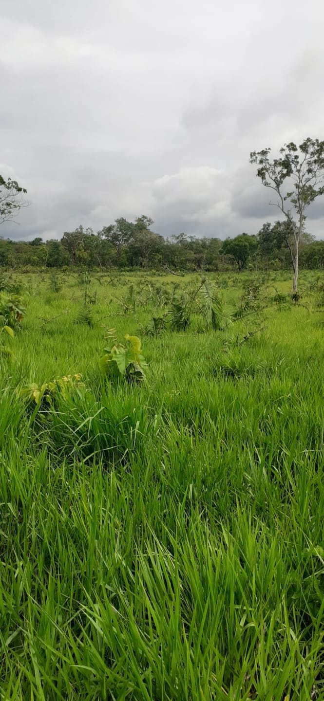 Fazenda à venda com 3 quartos, 10m² - Foto 17