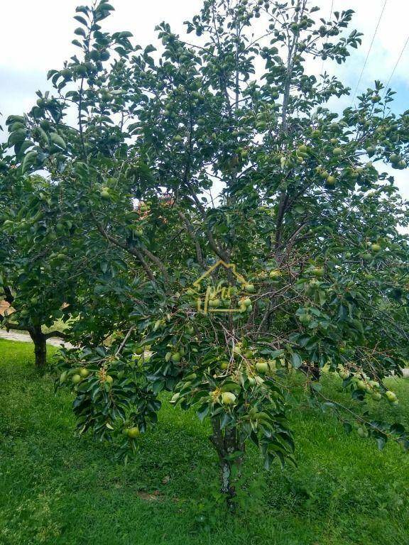 Fazenda à venda com 5 quartos, 1000m² - Foto 13