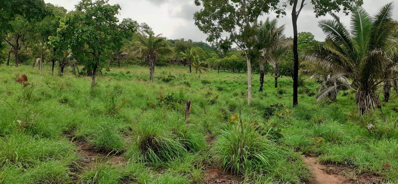 Fazenda à venda com 3 quartos, 10m² - Foto 3